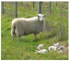 New lamb