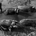 hogs in mud Foolishness of man