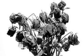 DEADFLOWERS