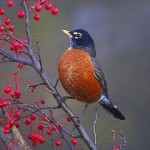 ROBIN REDBREST