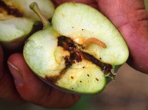 apple_2_L