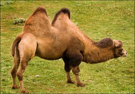 Camel